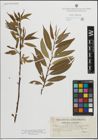 Foto von Salix palustris Host